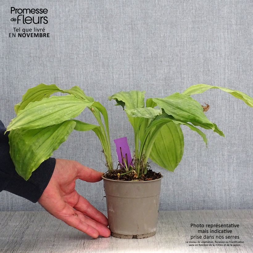 Esemplare di Calanthe Pink & Cream - Orchidée vivace Pot de 1,5L/2L come consegnato in autunno