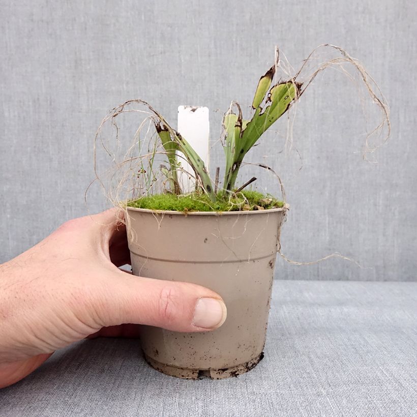 Calanthe sieboldii Light Vaso da 1L/1,5L esemplare consegnato in inverno