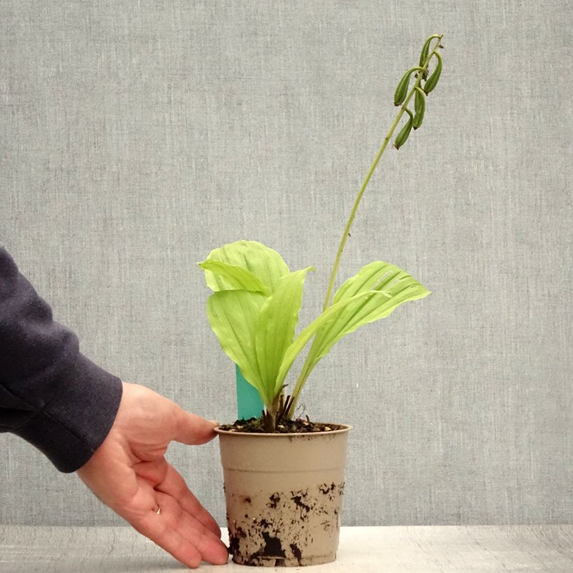 Esemplare di Calanthe Takane Vaso da 1L/1,5L consegnato in estate