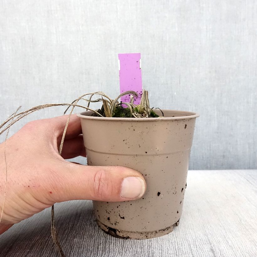 Calanthe tricarinata Vaso da 1L/1,5L taglia I esemplare consegnato in primavera