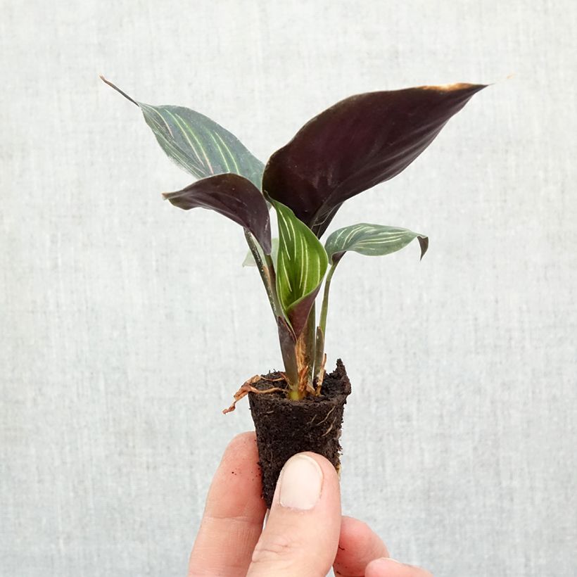 Example of Calathea Beauty Star mini-pianta as you get in automne