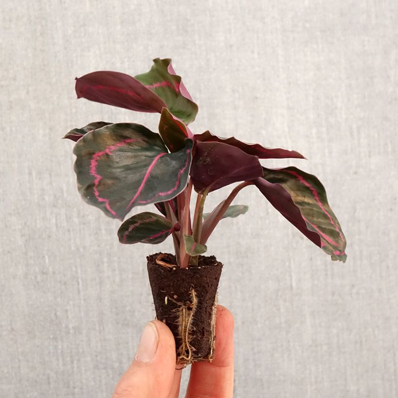 Example of Calathea Dottie mini-pianta as you get in printemps