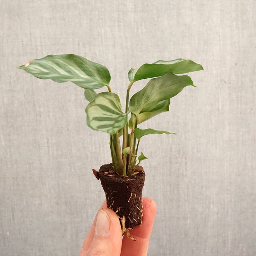 Example of Calathea Freddie mini-pianta as you get in printemps