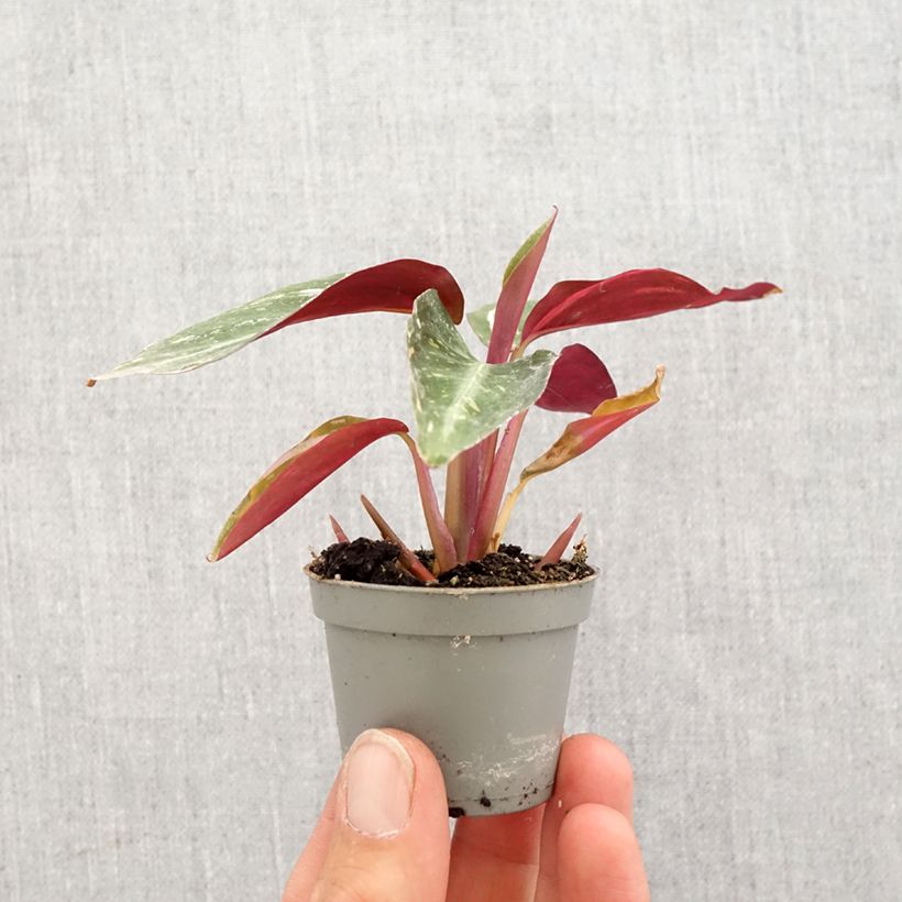 Example of Calathea Magic Star mini-pianta as you get in printemps