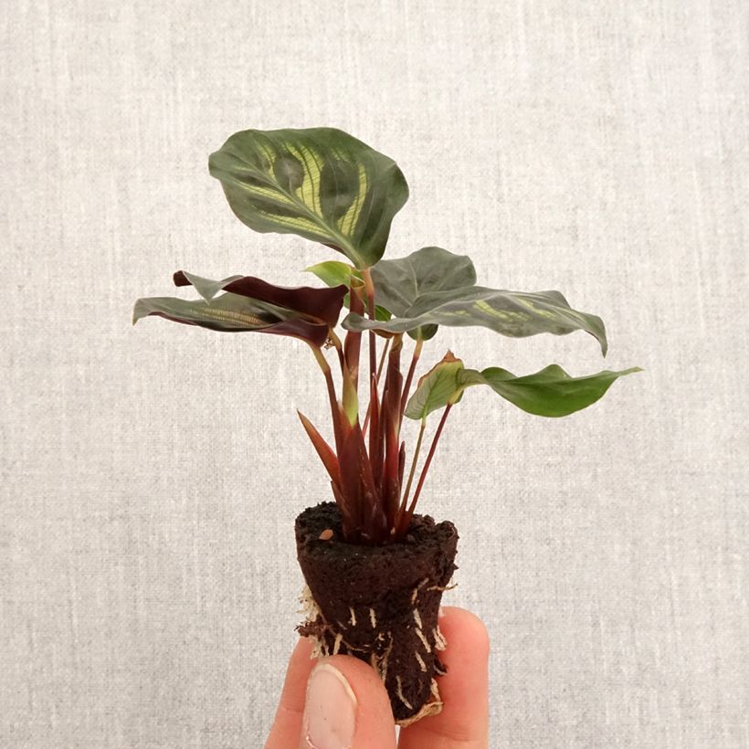 Calathea makoyana mini-pianta esemplare consegnato in primavera
