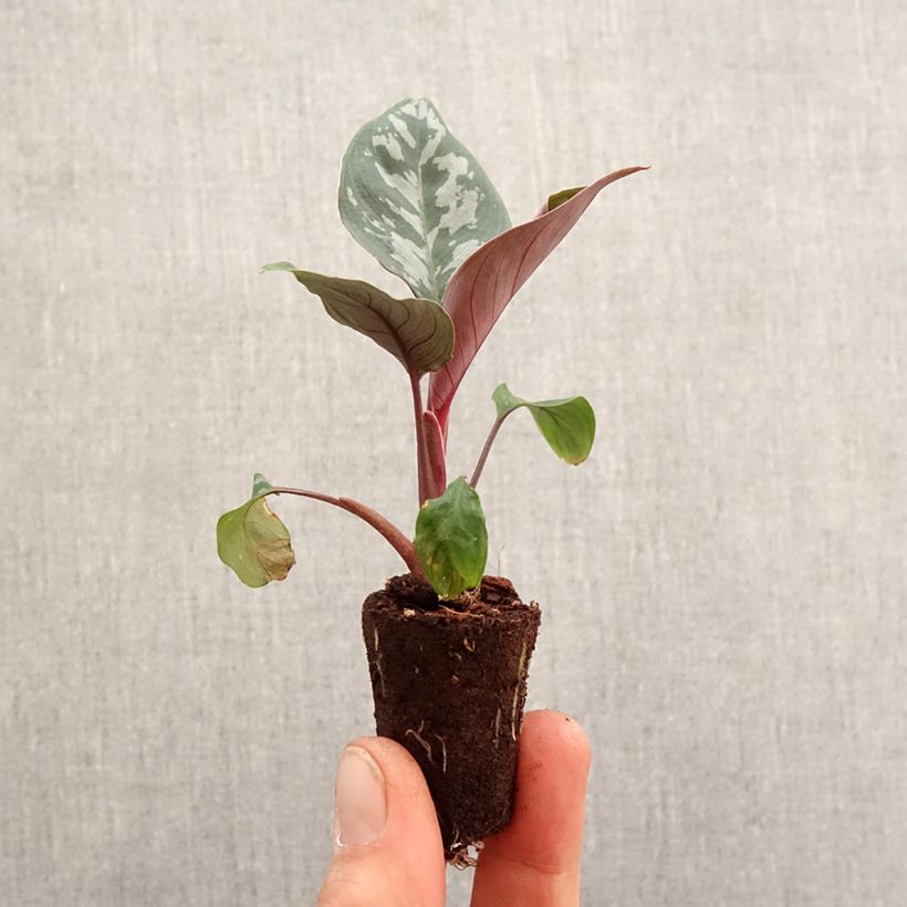 Calathea Maui Queen mini-pianta esemplare consegnato in primavera