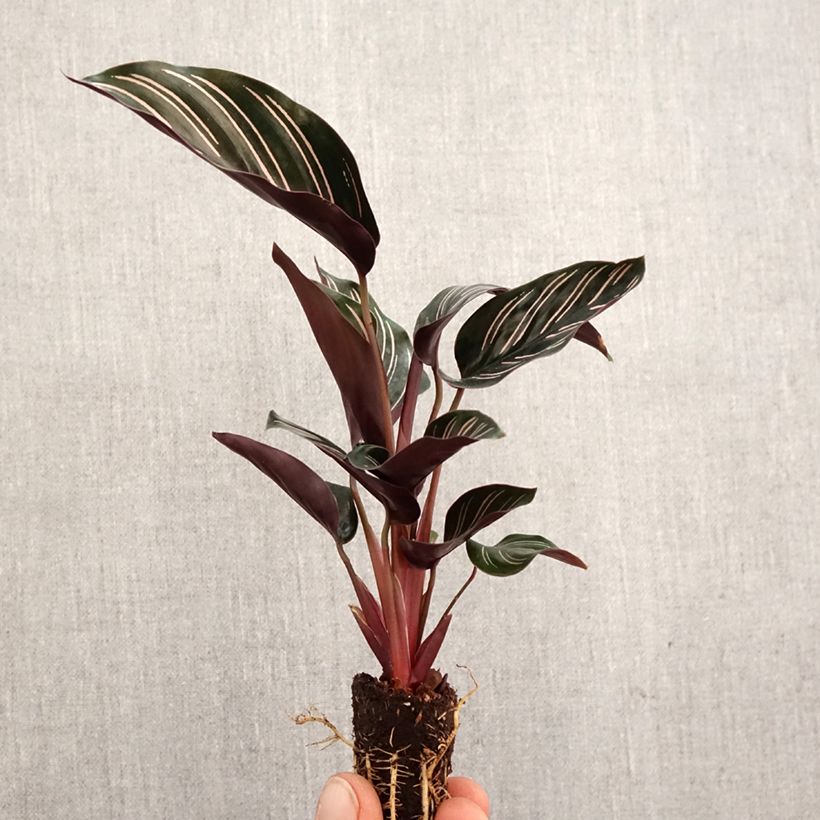 Example of Calathea ornata mini-pianta as you get in printemps