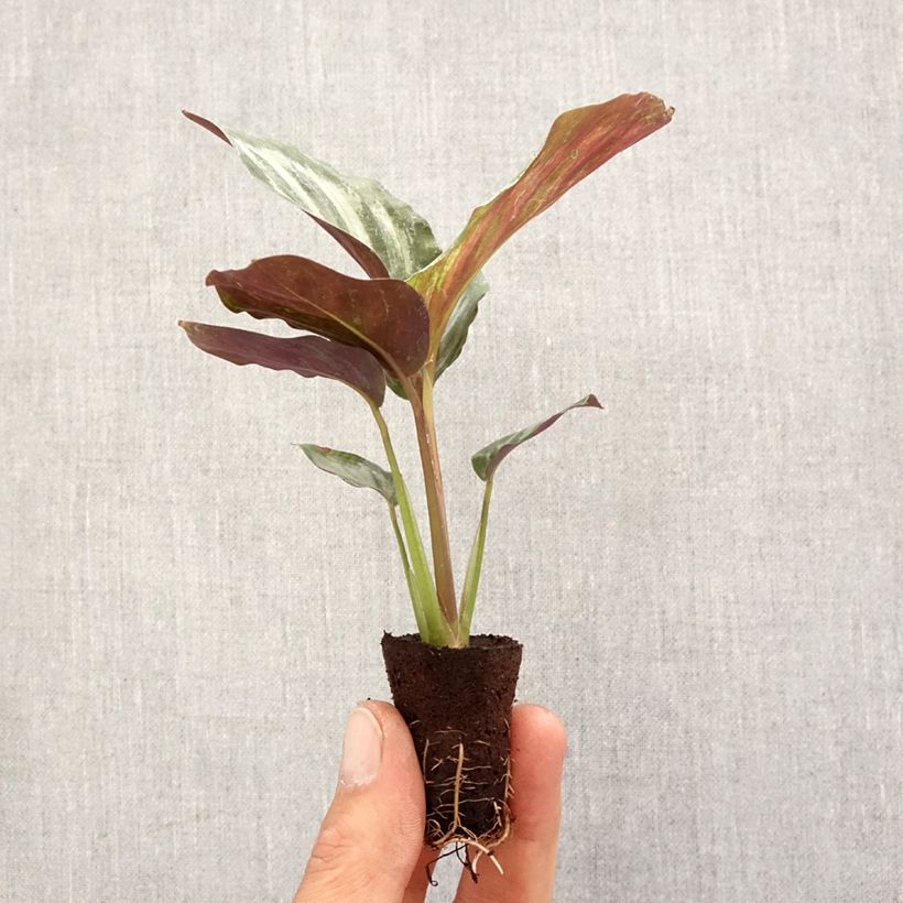 Example of Calathea Peacock mini-pianta as you get in printemps