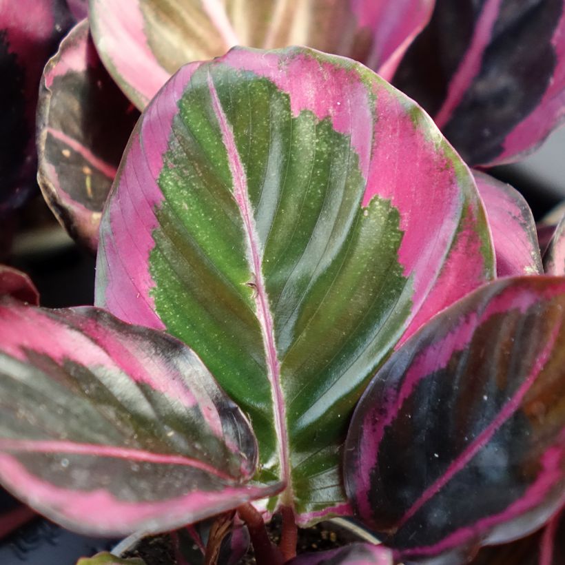 Calathea Princess Jessie (Fogliame)