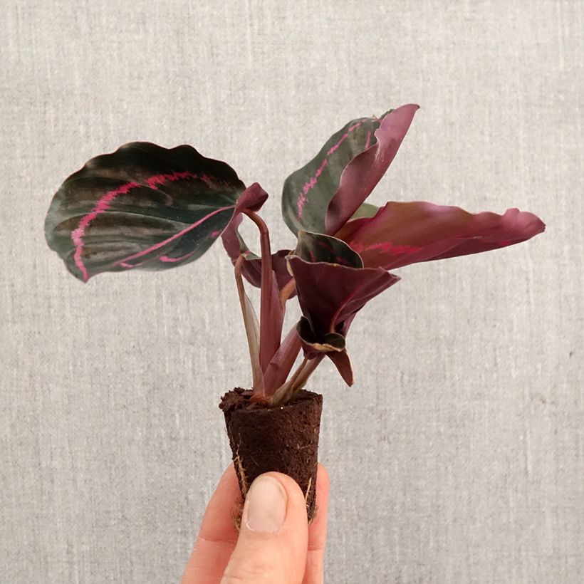 Calathea roseopicta mini-pianta esemplare consegnato in primavera