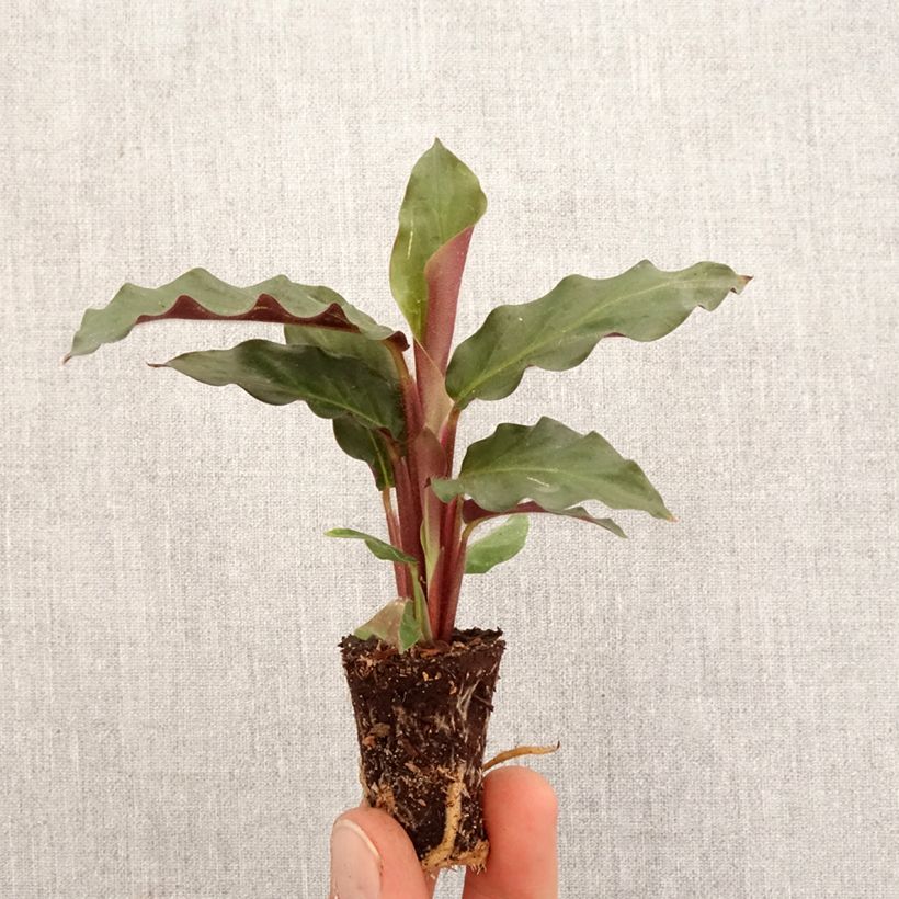 Example of Calathea rufibarba mini-pianta as you get in printemps
