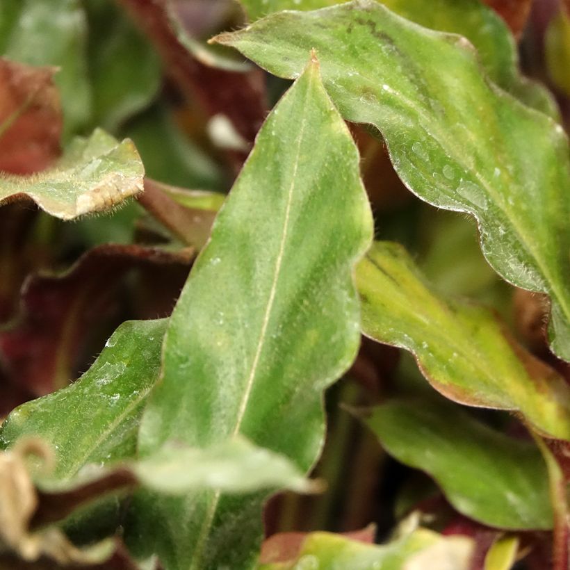 Calathea rufibarba (Fogliame)