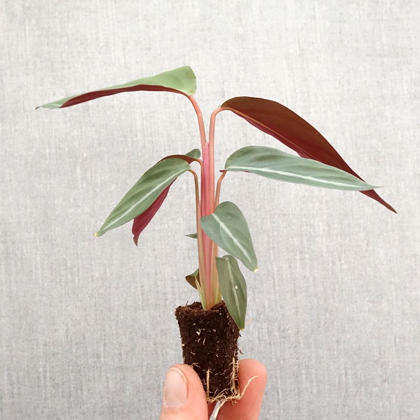 Example of Calathea sanguinea mini-pianta as you get in printemps