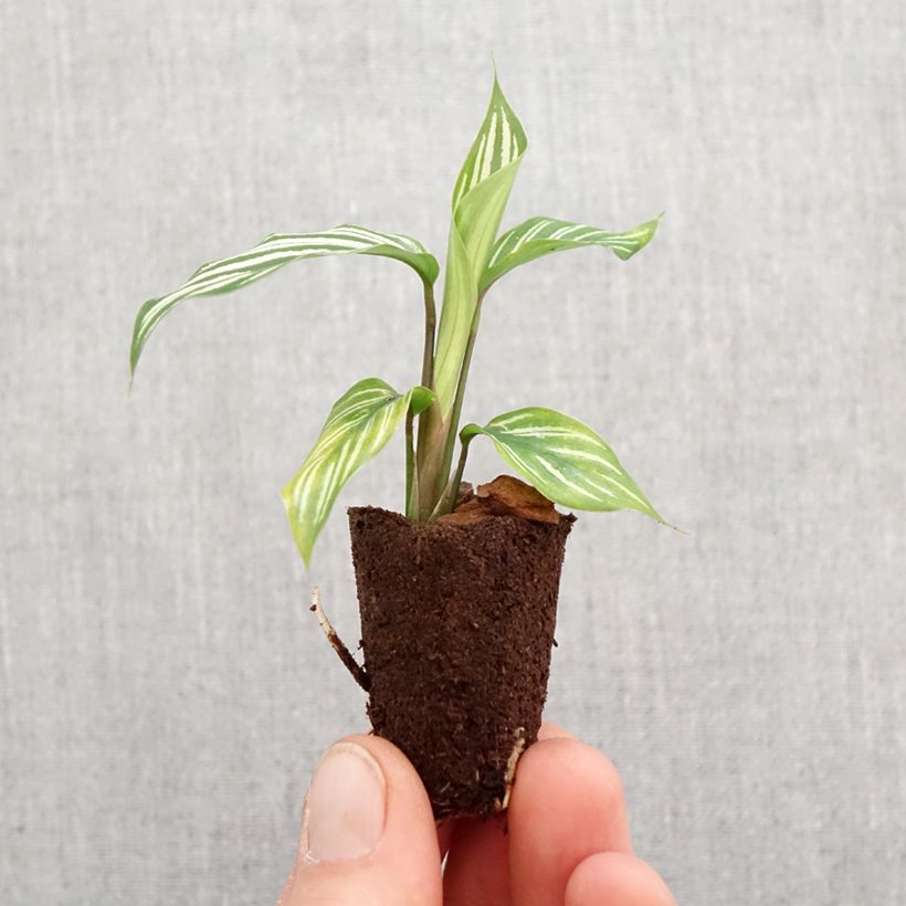 Example of Calathea vittata mini-pianta as you get in printemps