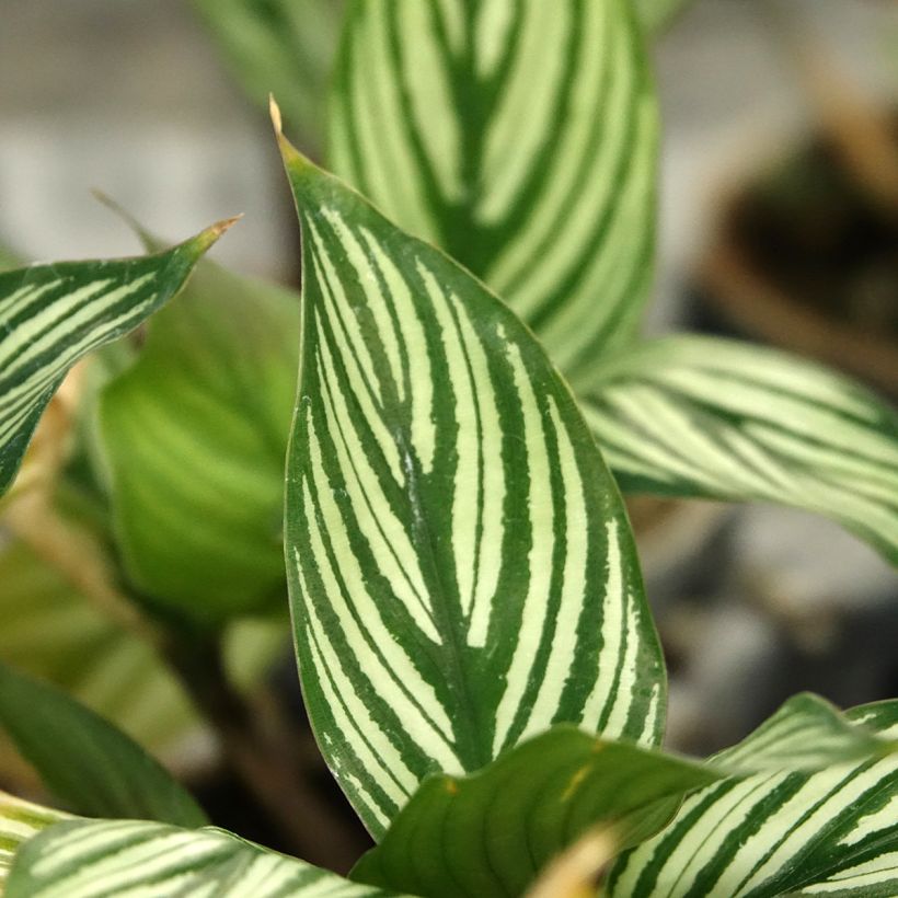 Calathea vittata (Fogliame)