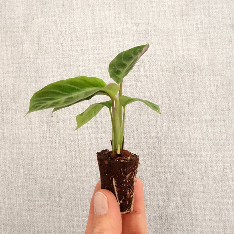 Calathea warscewiczii mini-pianta esemplare consegnato in primavera