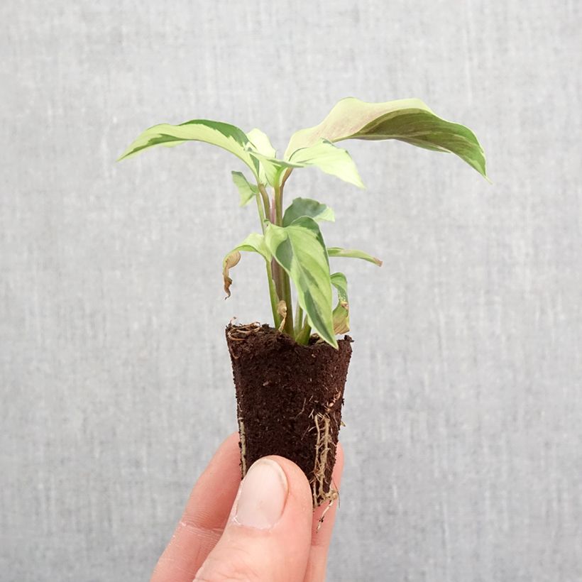 Calathea Yellow Fusion mini-pianta esemplare consegnato in primavera