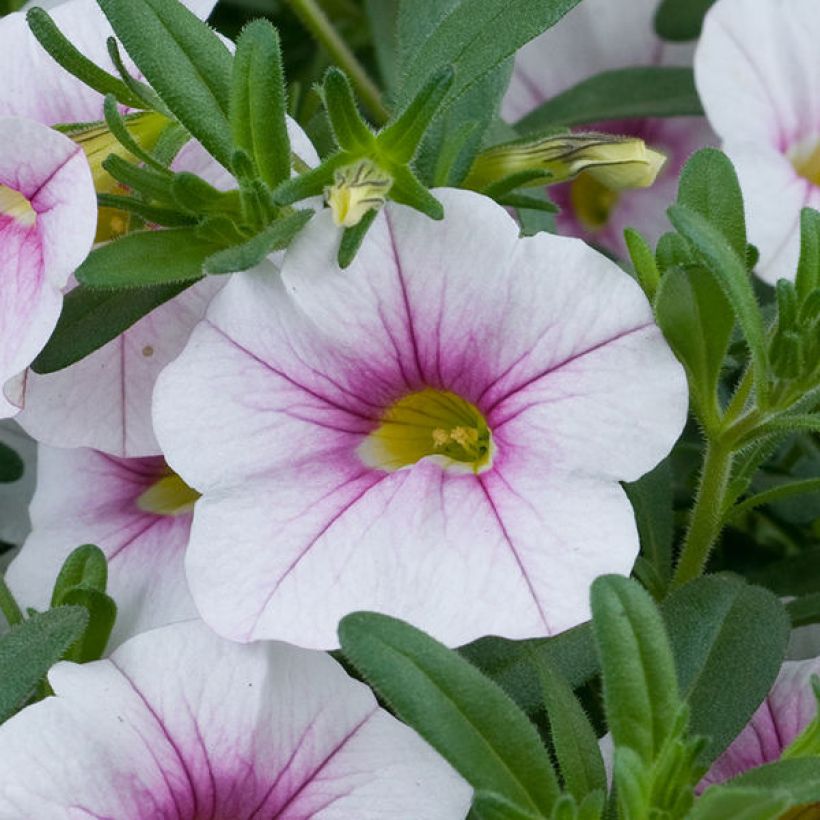 Calibrachoa Noa Almond Blossom - Petunia nana (Flowering)