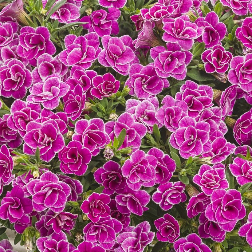 Calibrachoa Superbells Sweet Love - Petunia nana (Fioritura)