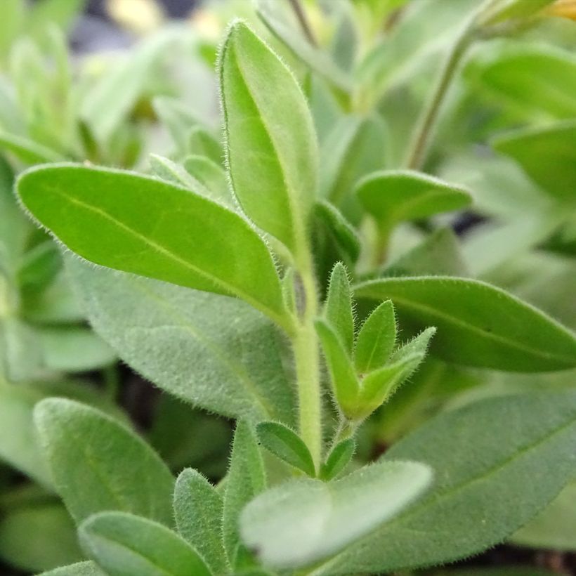 Calibrachoa Superbells Unique Mango Punch - Petunia nana (Foliage)