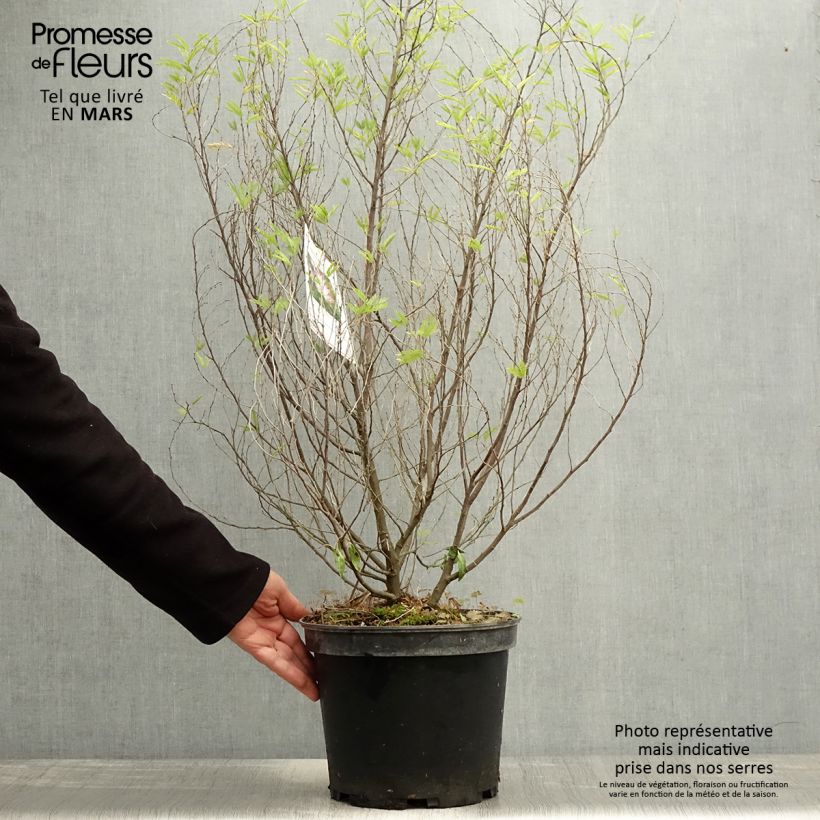 Example of Calliandra surinamensis Dixie Pink Vaso da 7,5L/10L as you get in printemps