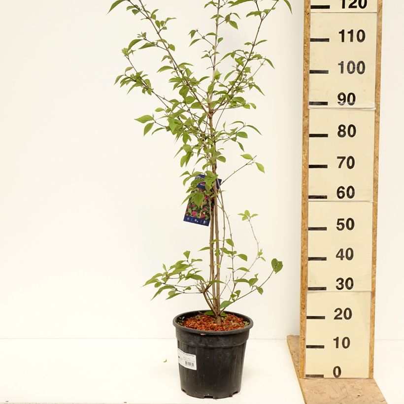 Example of Callicarpa bodinieri Imperial Pearl Vaso da 7,5L/10L as you get in printemps