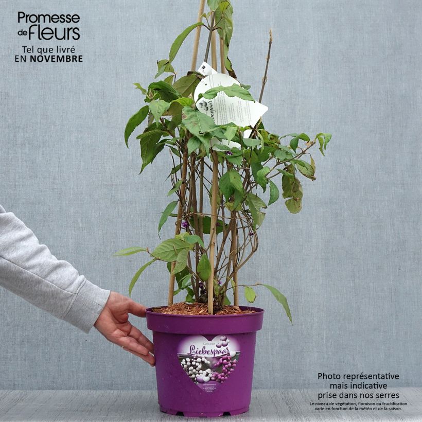 Esemplare di Callicarpa bodinieri Liebespaar - Arbuste aux bonbons Pot de 7,5L/10L come consegnato in autunno