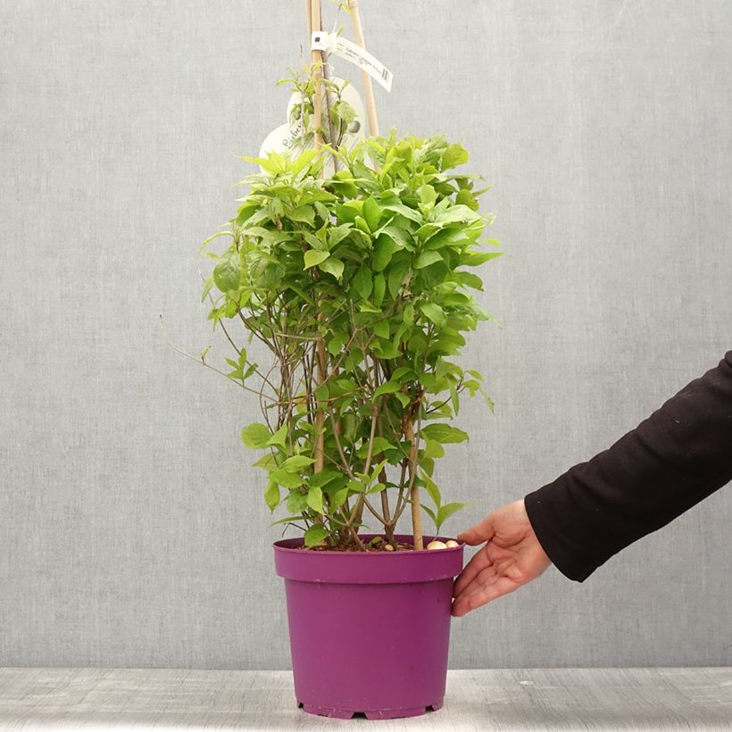 Callicarpa bodinieri Liebespaar Vaso da 7,5L/10L esemplare consegnato in primavera