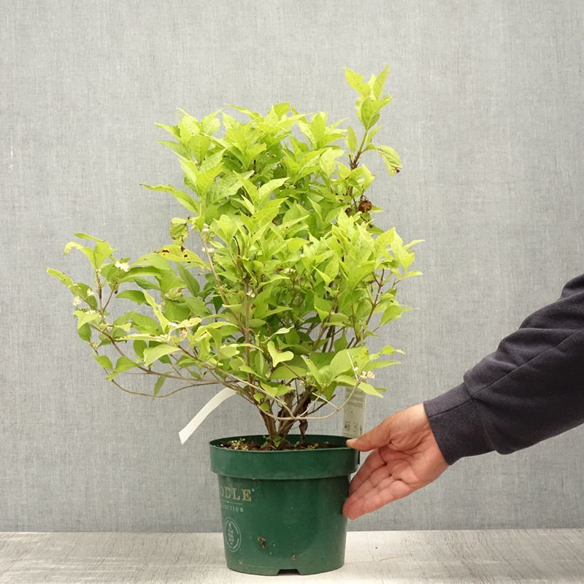Esemplare di Callicarpa bodinieri Magical Snowqueen Vaso da 3L/4L consegnato in estate