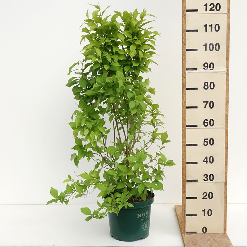 Example of Callicarpa bodinieri Magical Snowqueen Vaso da 7,5L/10L as you get in printemps