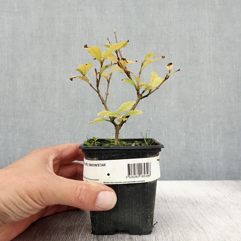 Esemplare di Callicarpa bodinieri Magical Snowstar Vasetto da 8/9 cm come consegnato in autunno