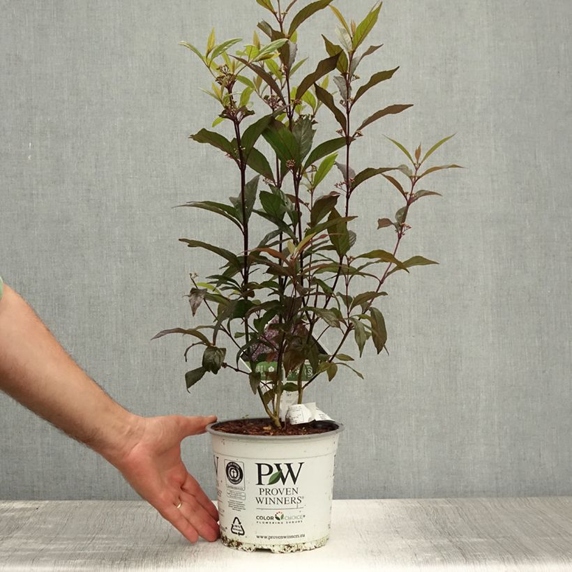 Esemplare di Callicarpa bodinieri Pearl Glam Vaso da 7,5L/10L consegnato in estate