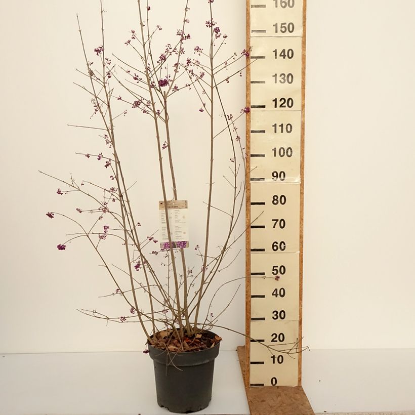 Esemplare di Callicarpa bodinieri var. giraldii Profusion Vaso da 12L/15L come consegnato in autunno