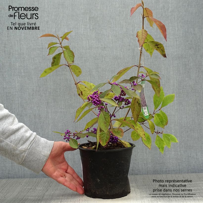 Esemplare di Callicarpa bodinieri var. giraldii Profusion Vaso da 2L/3L come consegnato in autunno