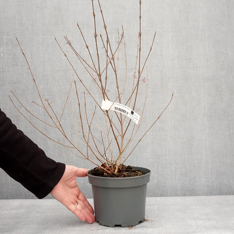 Callicarpa dichotoma Cardinal - Arbuste aux bonbons Pot de 2L/3L esemplare consegnato in inverno