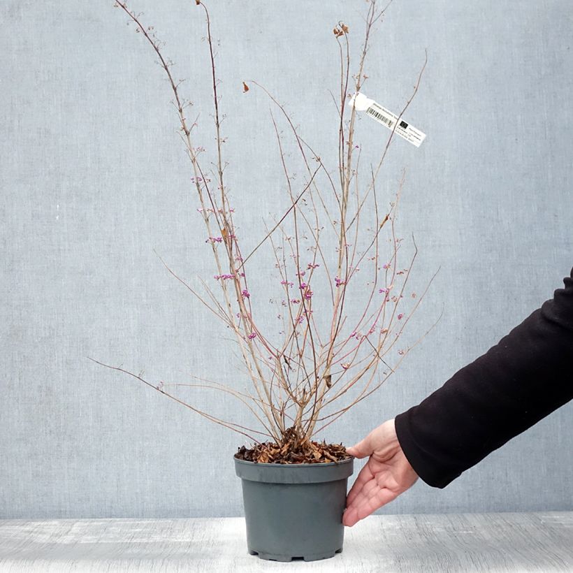 Esemplare di Callicarpa dichotoma Issai Pot de 3L/4L come consegnato in autunno