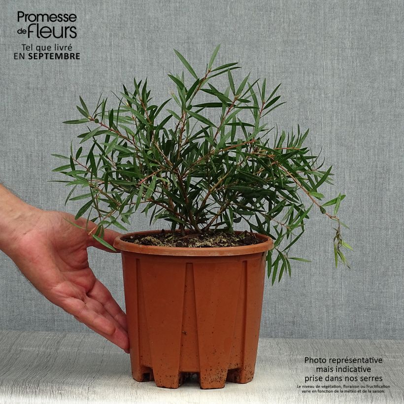 Esemplare di Callistemon citrinus Burgundy - Pianta scovolino Vaso da 3L/4L, A cespuglio come consegnato in autunno
