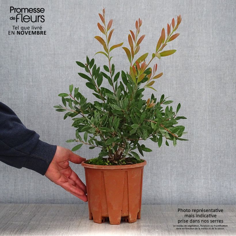 Esemplare di Callistemon citrinus Mauve Mist - Pianta scovolino Vaso da 3L/4L, A cespuglio come consegnato in autunno