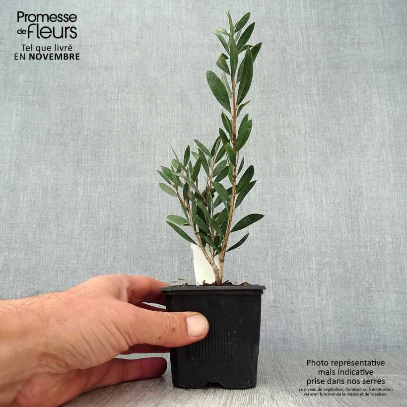 Esemplare di Callistemon viminalis Inferno - Pianta scovolino Vasetto da 8/9 cm come consegnato in autunno