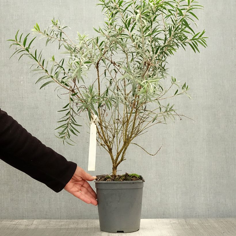 Esemplare di Callistemon masotti Mini Red - Pianta scovolino Vaso da 3L/4L, A cespuglio come consegnato in autunno