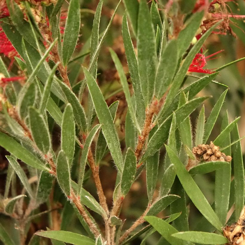 Callistemon masotti Mini Red - Pianta scovolino (Foliage)