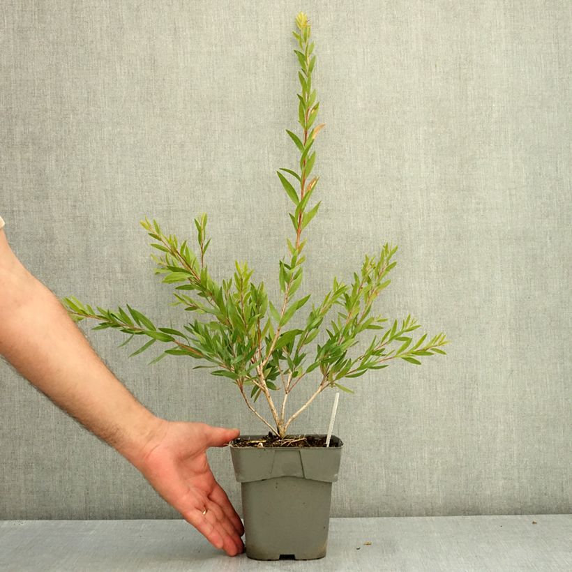 Esemplare di Callistemon Outback Fire - Pianta scovolino Vaso da 2L/3L consegnato in estate