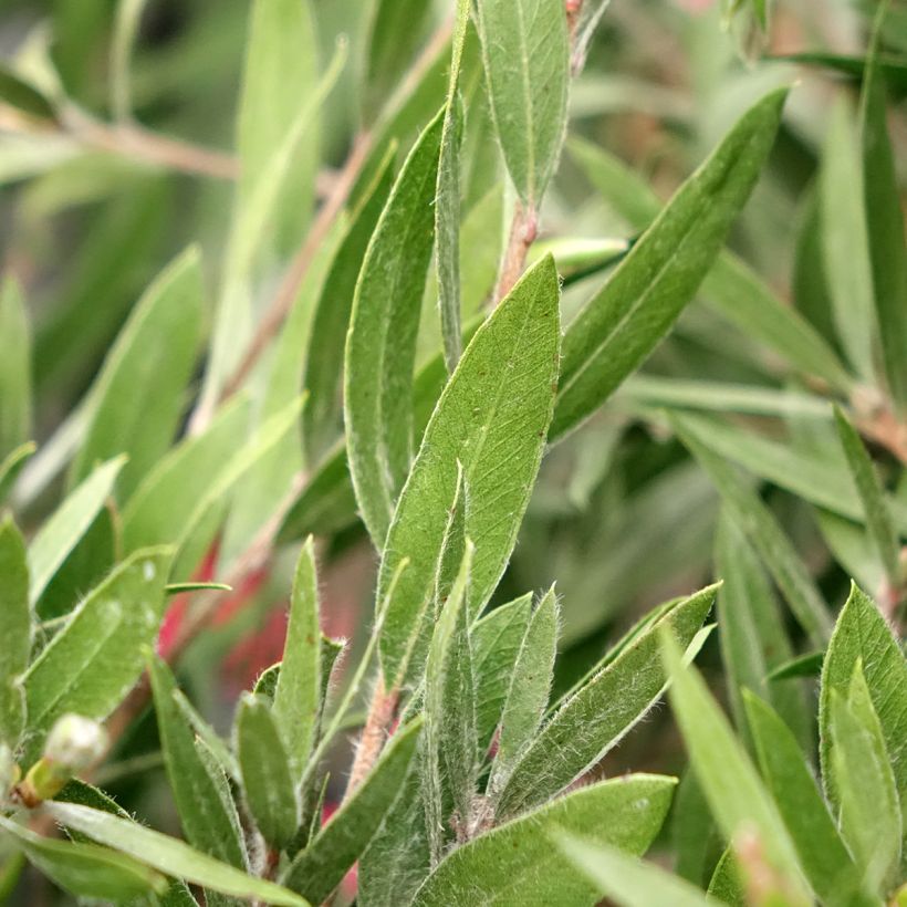 Callistemon Outback Fire - Pianta scovolino (Fogliame)