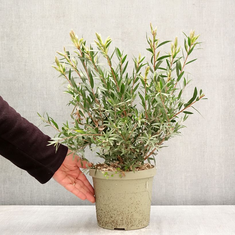 Callistemon Outback Fire - Pianta scovolino Vaso da 3L/4L esemplare consegnato in primavera