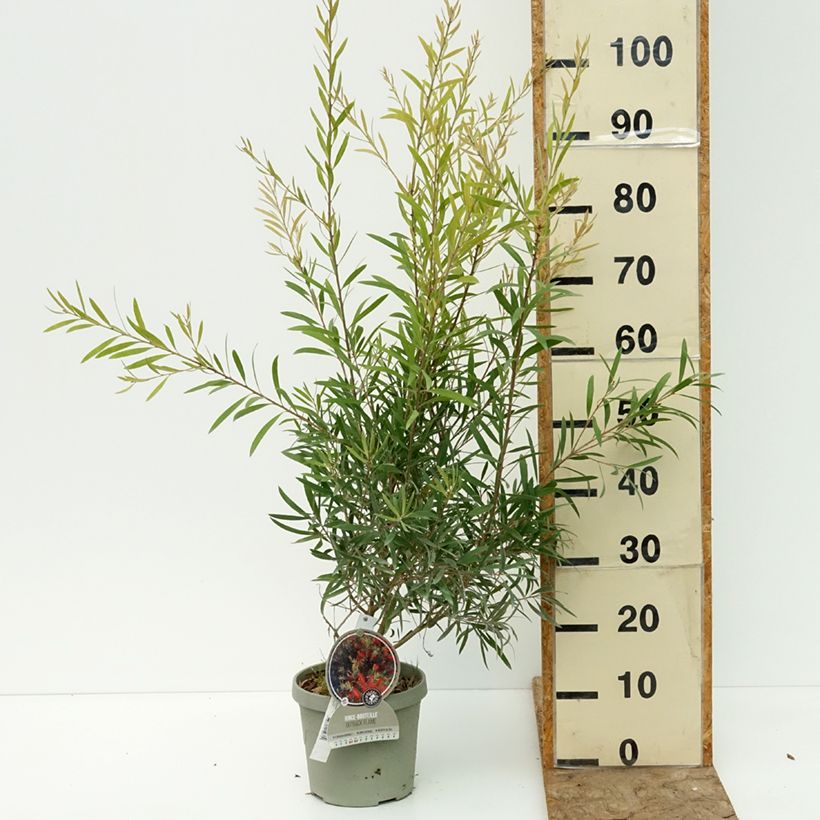 Esemplare di Callistemon viminalis Outback Flame - Pianta scovolino Vaso da 3L/4L consegnato in estate
