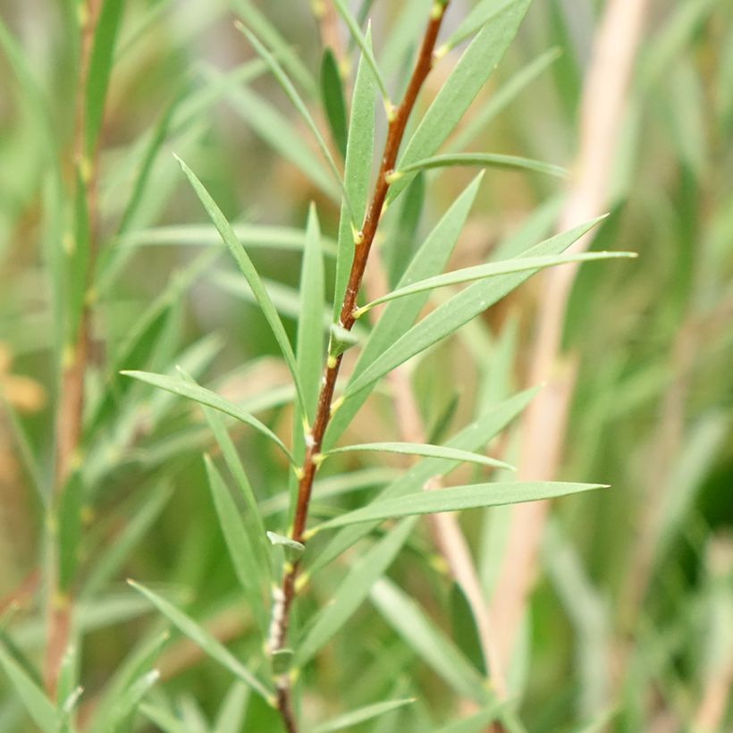 Callistemon Woodlander's Hardy - Pianta scovolino (Foliage)