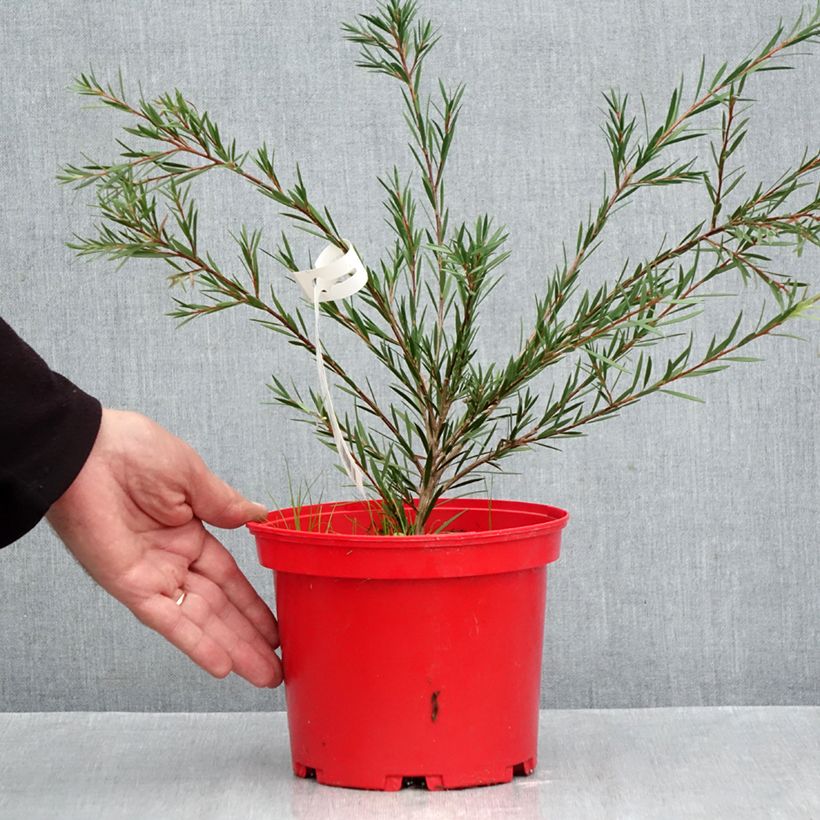 Esemplare di Callistemon Woodlander's Hardy - Pianta scovolino Vaso da 3L/4L come consegnato in autunno