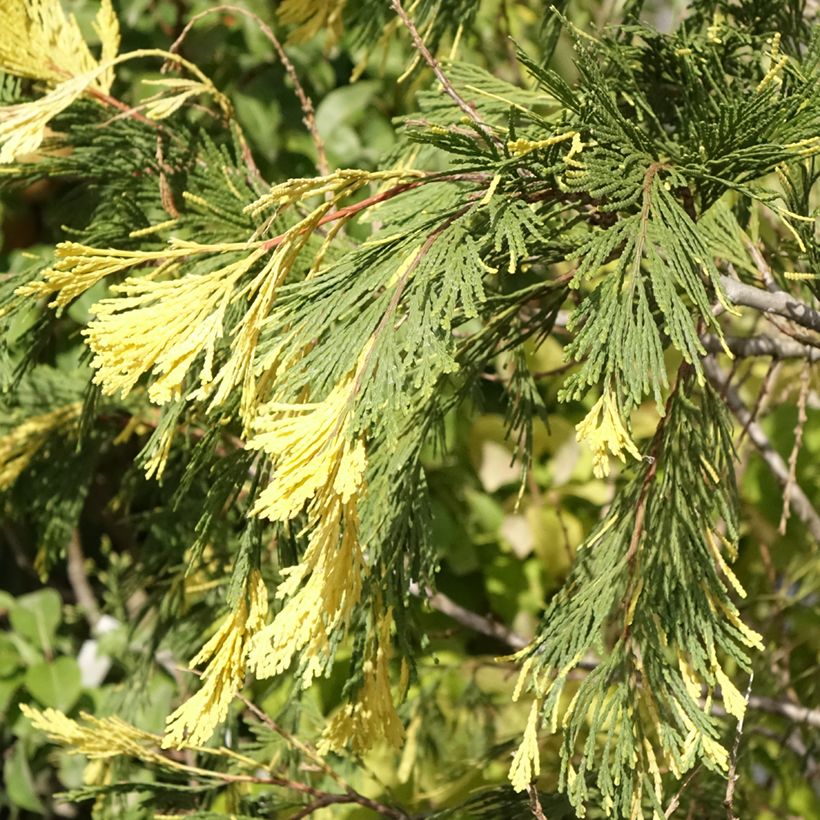 Calocedrus decurrens Aureovariegata - Cedro della California (Foliage)