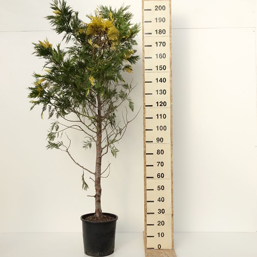 Calocedrus decurrens Aureovariegata - Cèdre blanc de Californie Pot de 18L/20L esemplare consegnato in inverno
