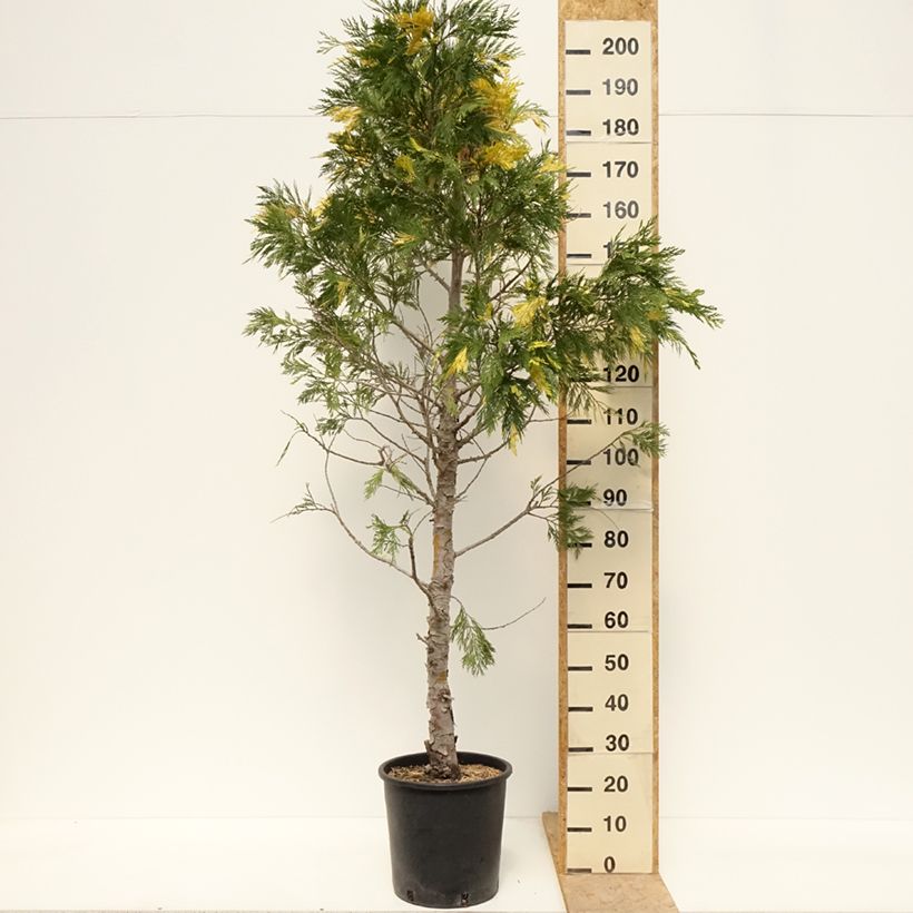 Example of Calocedrus decurrens Aureovariegata - Cedro della California Vaso da 18L/20L as you get in printemps